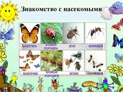 Насекомые цель подготовительная группа