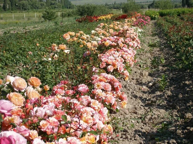 Питомник роз в крыму. Питомник роз Сергея Овчарова. Питомник Овчарова розы. Саженцы роз от Сергея Овчарова.