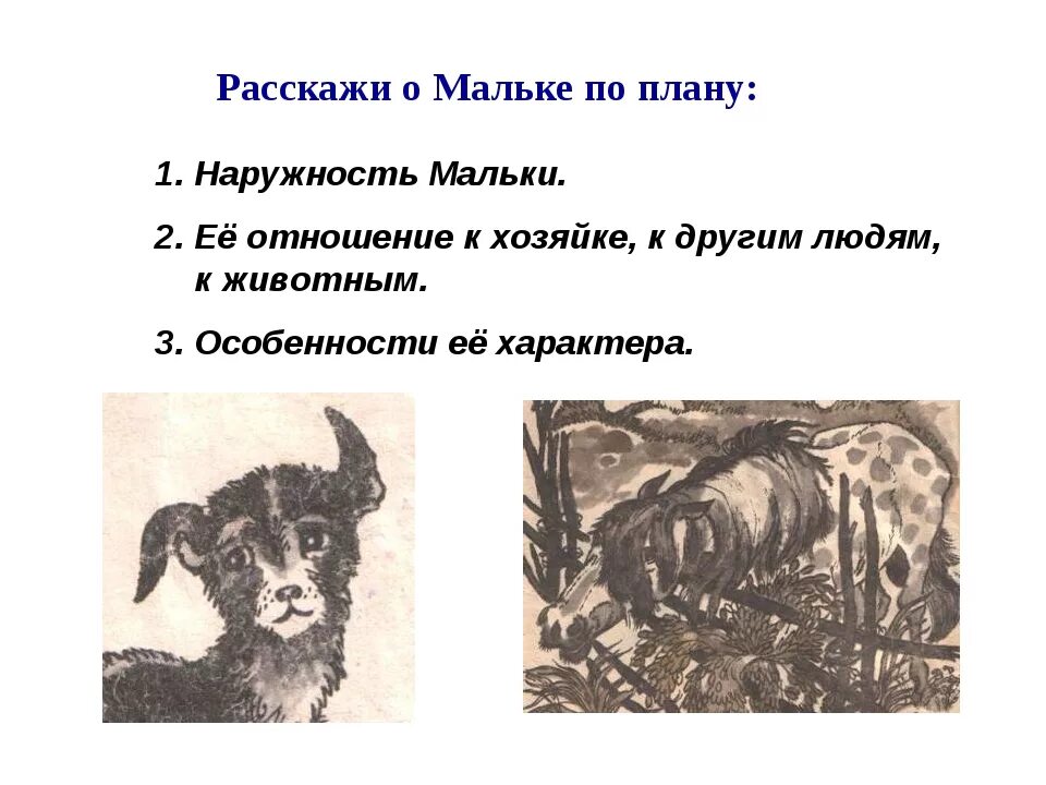 Отзыв на произведение малька 3 класс. Характеристика мальки. Малька провинилась план. План рассказа малька. Отношение к Мальке.