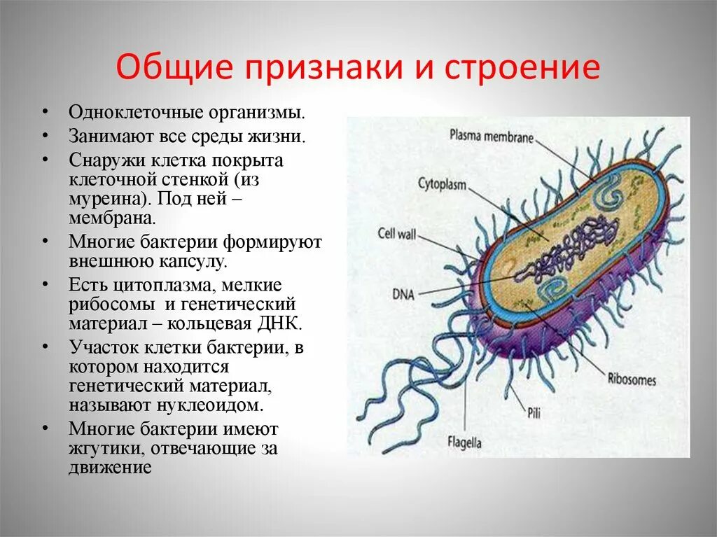 Особенности клетки бактерии 5 класс