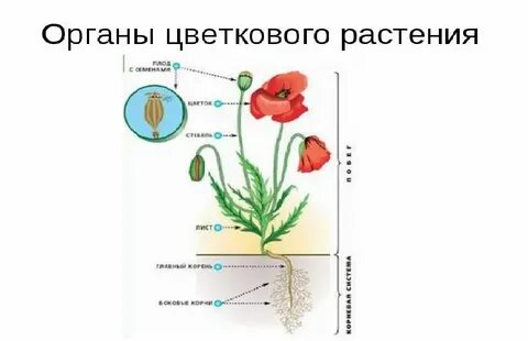 Какие уровни организма цветкового растения выделяют