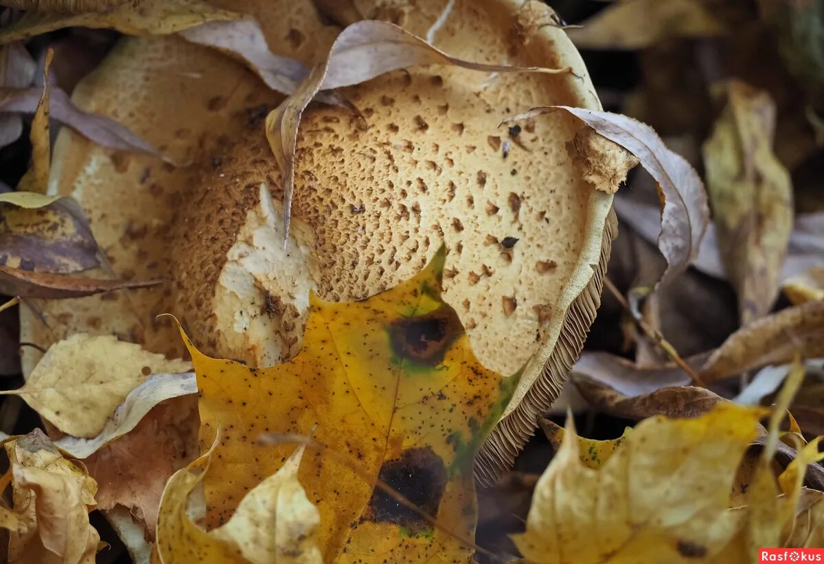 Грибы в хвойном лесу. Phellinus igniarius трутовик ложный. Грибы кленово. Гриб чешуйчатка клейкая. Гриб рядовка тополевая.