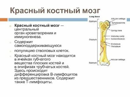 Кроветворную функцию выполняет красный костный