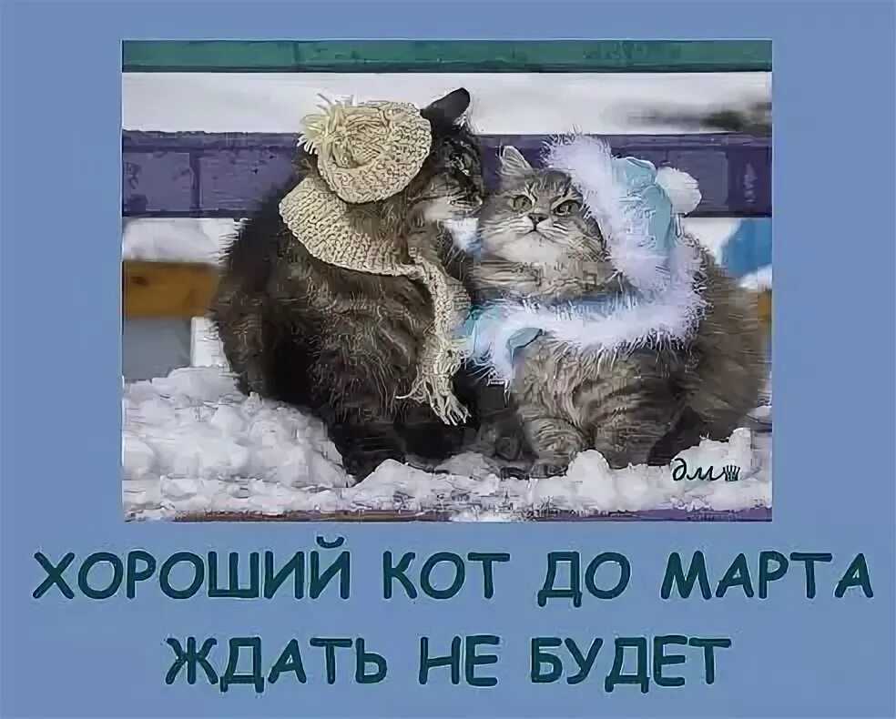 Мартовский кот. Мартовский кот смешные. Хороший кот.