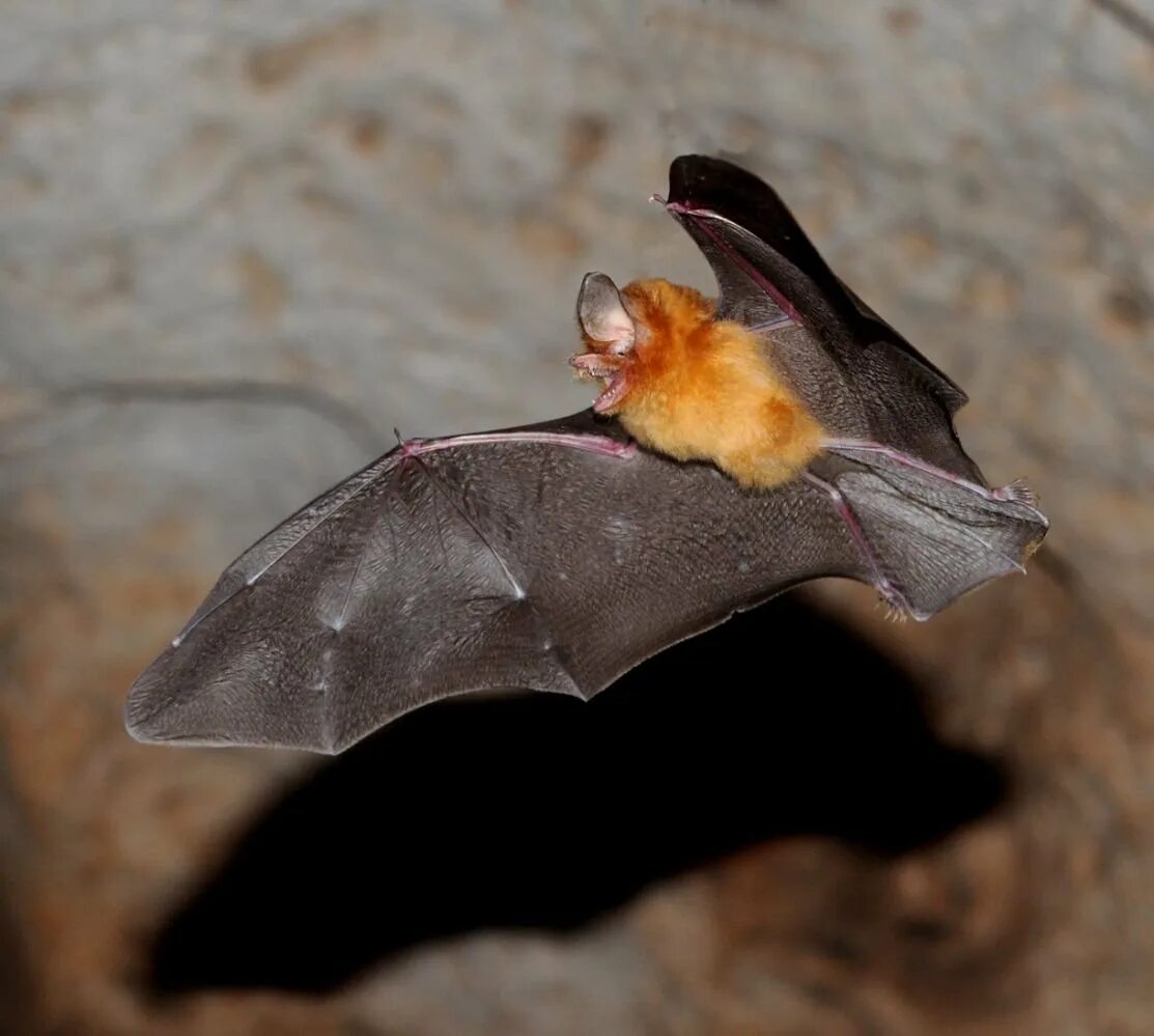 Летучие мыши 3 класс. Ночница Брандта Myotis brandtii. Ночница Брандта (Myotis brandtii (Eversmann, 1845)). Летучая мышь ночница. Летучая мышь водяная ночница.