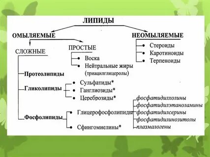 Состав строение свойства липидов