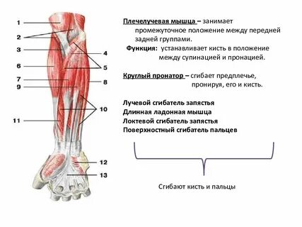 Супинация предплечья и кисти