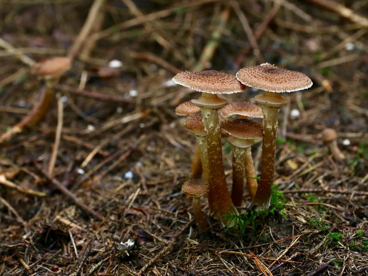 Гриб хвойная. Опёнок осенний (Armillaria mellea). Еловые опята съедобные. Грибница опенка темного. Грибы еловые опята.