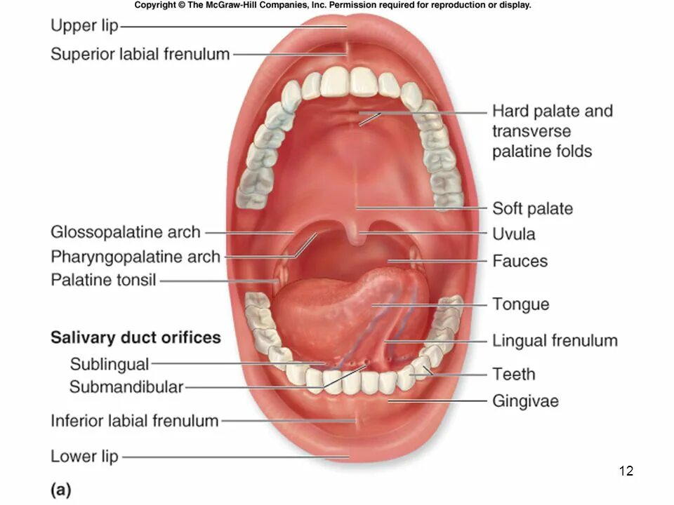 каким может быть рот у человека