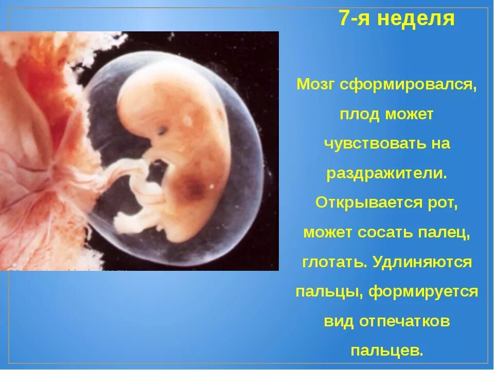 8 недель и 4 дня. Эмбрион на 7 акушерской неделе беременности. Размер ребенка на 7 неделе беременности. 7 Недель 6 дней беременности акушерская неделя.