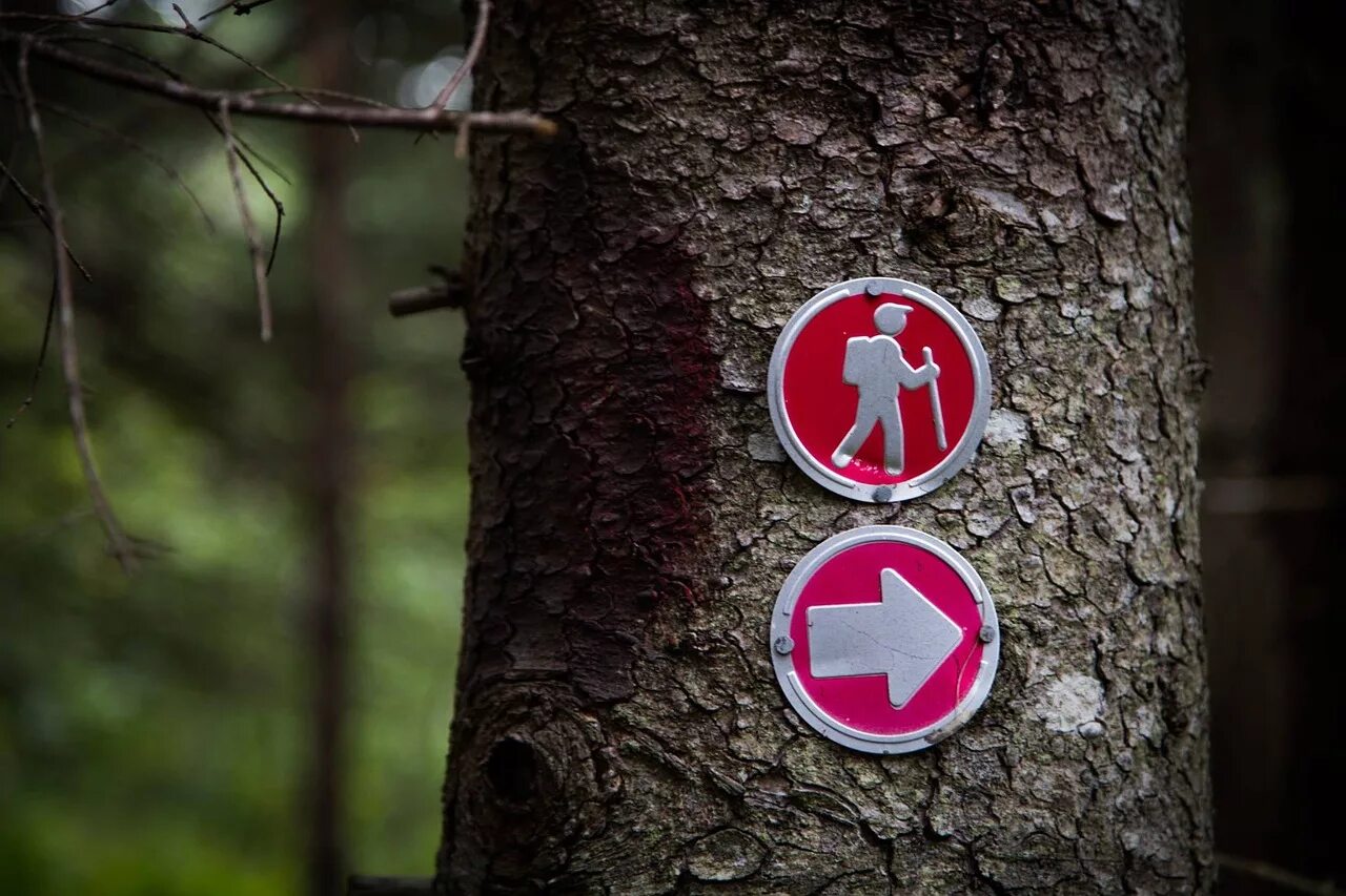 Хорошо в лесу какой знак. Знак дерева. Знаки природы. Дерево знак красное. Красно белые знаки на деревьях.