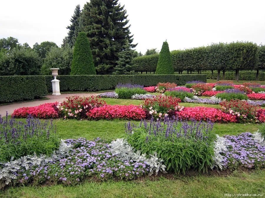 декоративные растения для сада. хвойно лиственный миксбордер. глобозум клен стриженный. растения выращивают в парках. растения выращивают в парках.