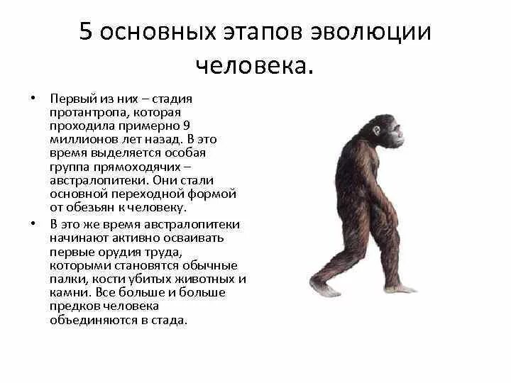 Презентация этапы эволюции человека 9 класс пономарева. Основные этапы этапы антропогенеза. Основные этапы антропогенеза, Эволюция гоминид. Основные этапы эволюции человека австралопитек. Ступени развития человека Антропогенез.