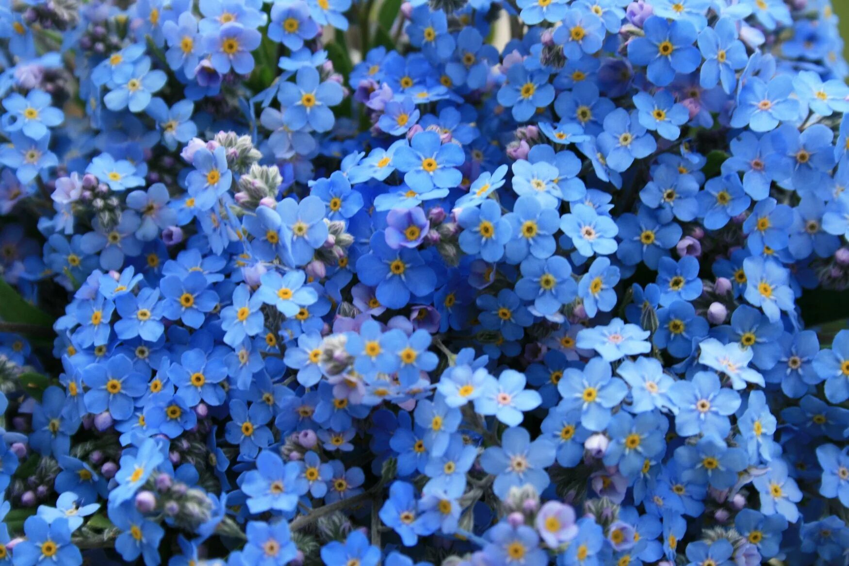 Мелкие цветы голубого цвета. Незабудка мелкоцветковая. Незабудка Альпийская смесь. Цветы Незабудка Помпадур. Незабудка дернистая.