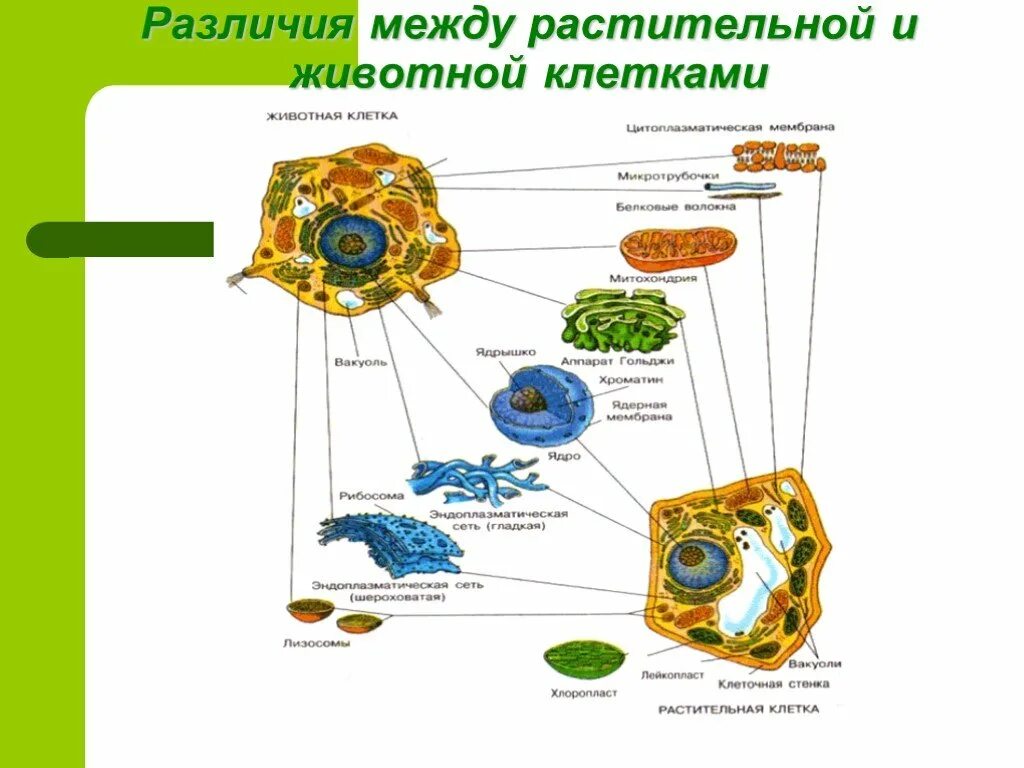 Различие между растительной. Различие между животной клеткой и растения. Отличия в строении растительной и животной клетки 5 класс. Различие между клеток растений и животных строение. Строение клетки растений отличается от строения клетки животных.