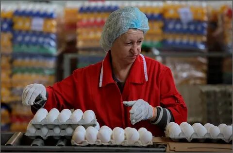Птицефабрика отзывы