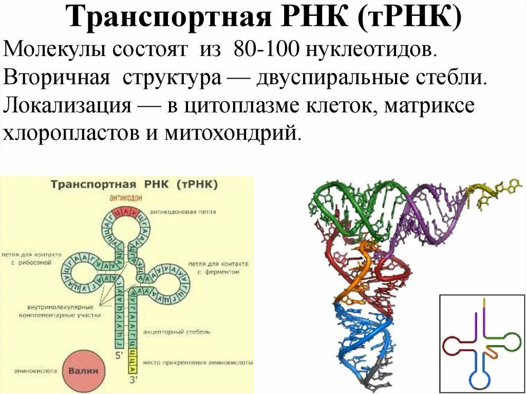 ТРНК строение и функции. Формула вторичной структуры ТРНК. Вторичная структура молекулы ТРНК. Структурная формула ТРНК.