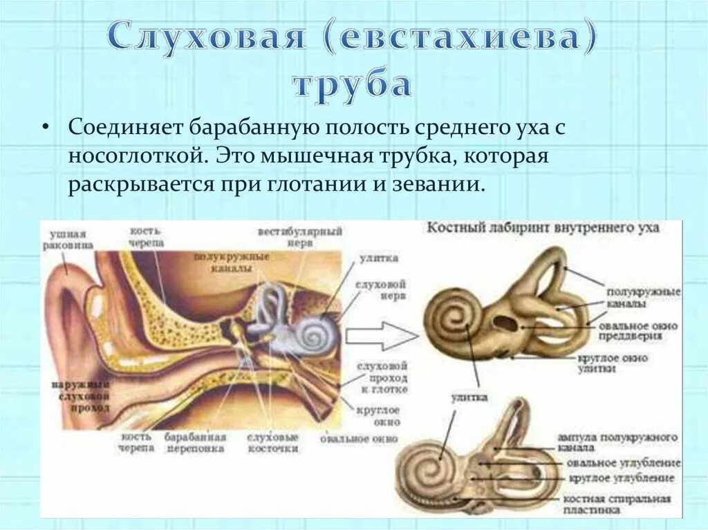 Улитка выполняет функцию. Костный Лабиринт внутреннего уха анатомия. Слуховой анализатор строение улитки. Строение внутреннего уха преддверие полукружные каналы. Строение уха полукружные каналы.