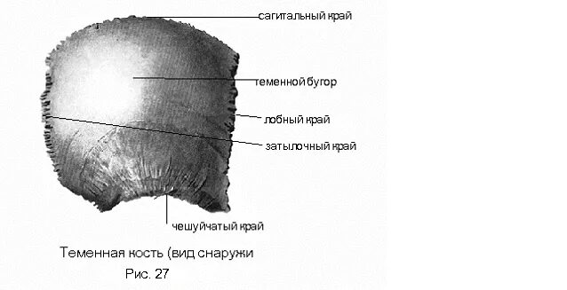 Теменная кость анатомия строение. Строение теменной кости черепа. Теменные кости черепа анатомия. Теменная кость анатомия рисунок.