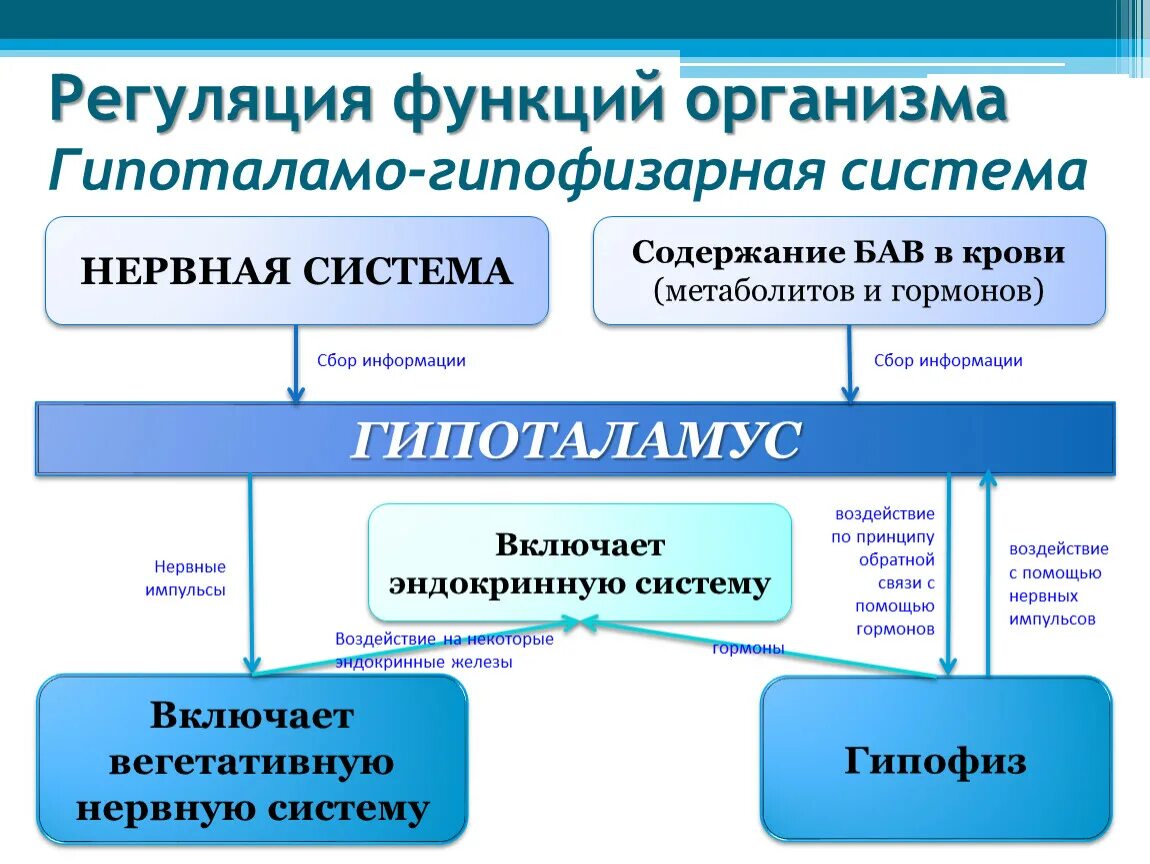 Регуляция функций организма. Типы регуляции в организме человека. Механизмы регуляции функций организма. Основные механизмы регуляции функции. Какие типы организмов играют основную роль