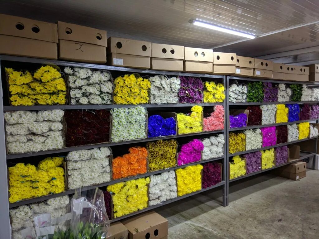 оптовые цветочные базы. оптовые цветочные базы. опт и розница цветов. опт и розница цветов. оптовая база цветов.