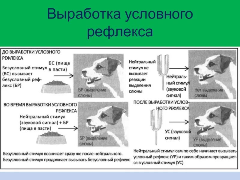 Механизм условного рефлекса по и.п.Павлову. Собака Павлова условный рефлекс. Механизм формирования условного рефлекса по Павлову. Выработка условного рефлекса по Павлову схема. Какой рефлекс у человека является условным