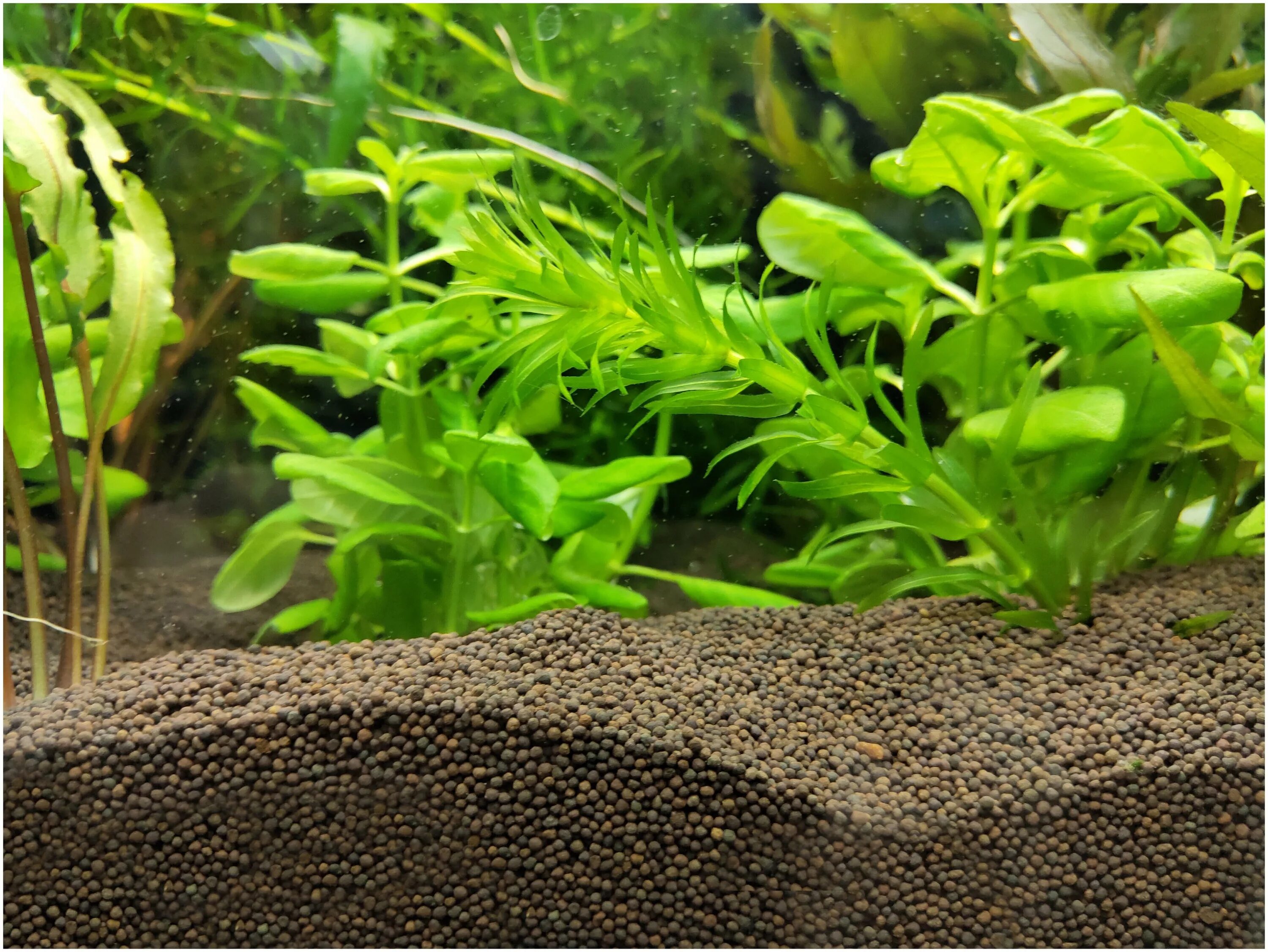 грунт пропант для аквариума. пропан грунт для аквариума. пропант. грунт пропант для аквариума отзывы. аквариумный грунт пропант.