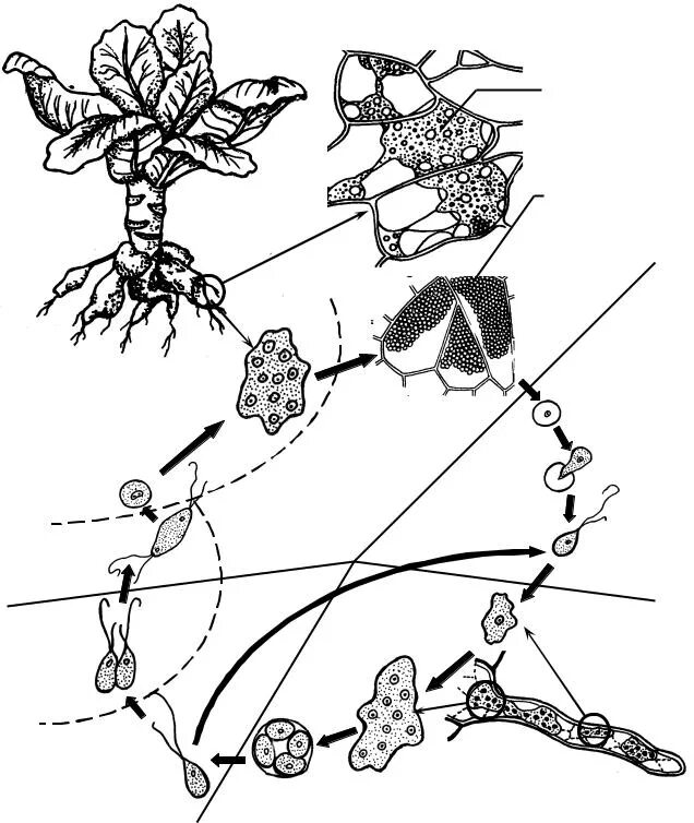 Жизненный цикл плазмодиофоры. Цикл развития плазмодиофоры капустной. Плазмодиофора капустная. Плазмодиофора капустная строение. Размножаться и е