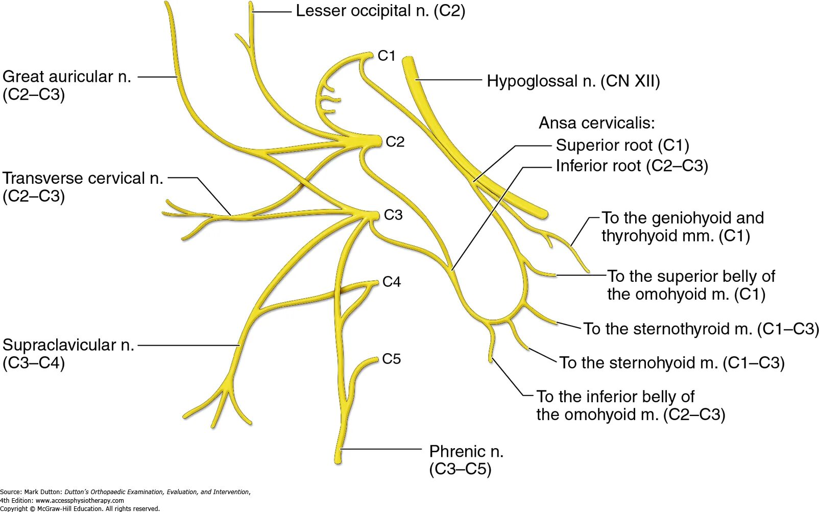 Шейная петля ANSA cervicalis иннервирует. Plexus cervicalis. Возвратный нерв анатомия.