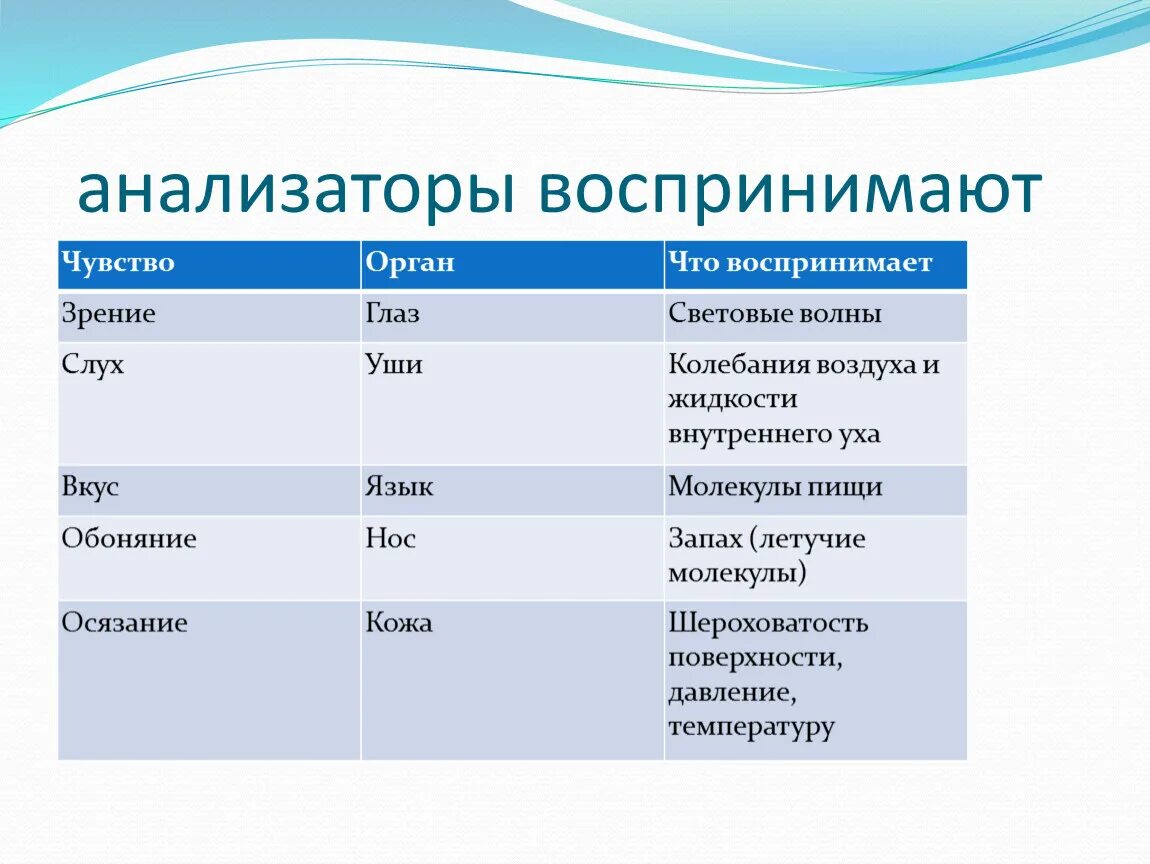 Органы чувств человека биология