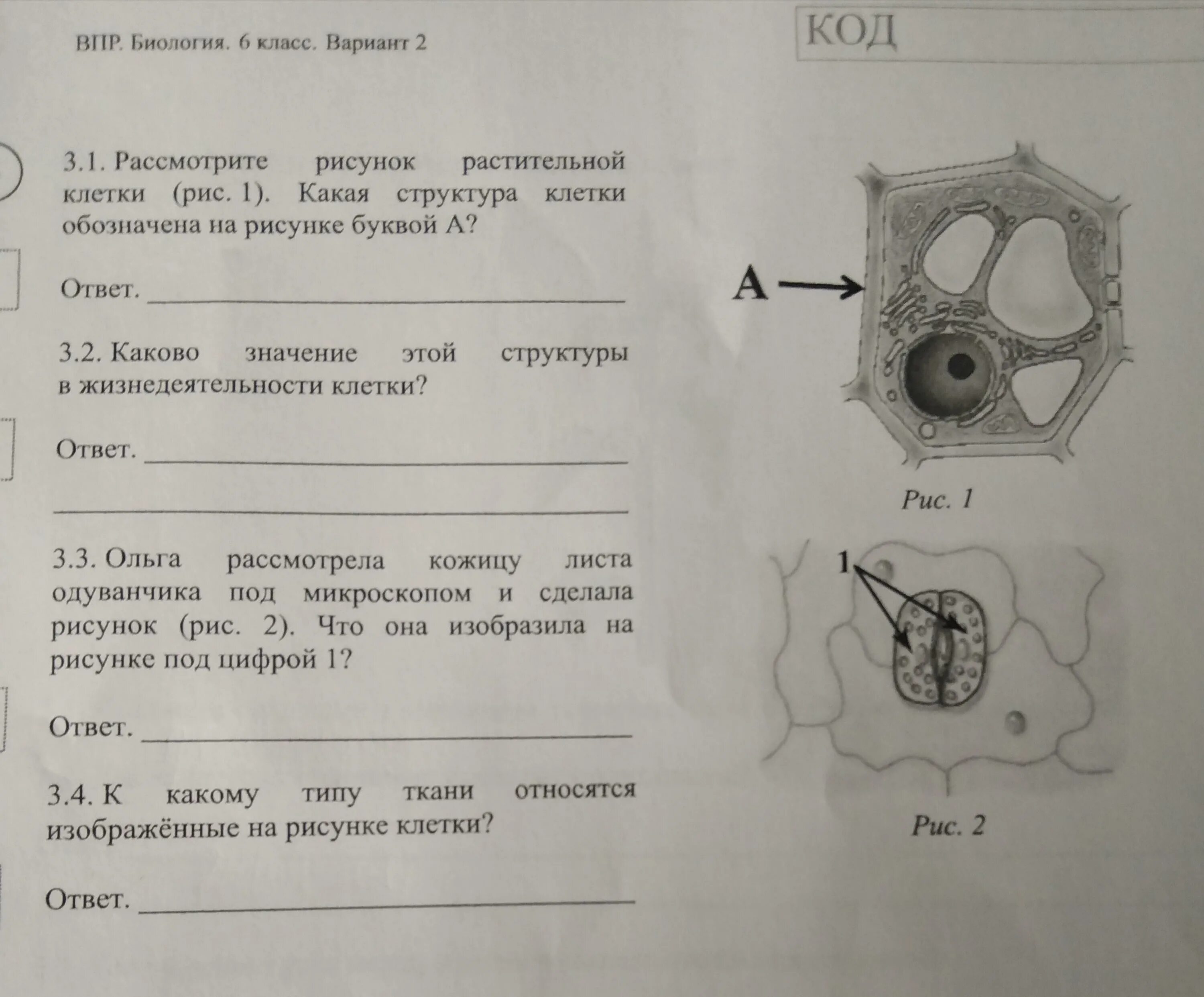 Растительная клетка ВПР 6 класс. Структура обозначенная на рисунке строении клетки. Какая структура клетки обозначена на рисунке. Клетка растения ВПР.