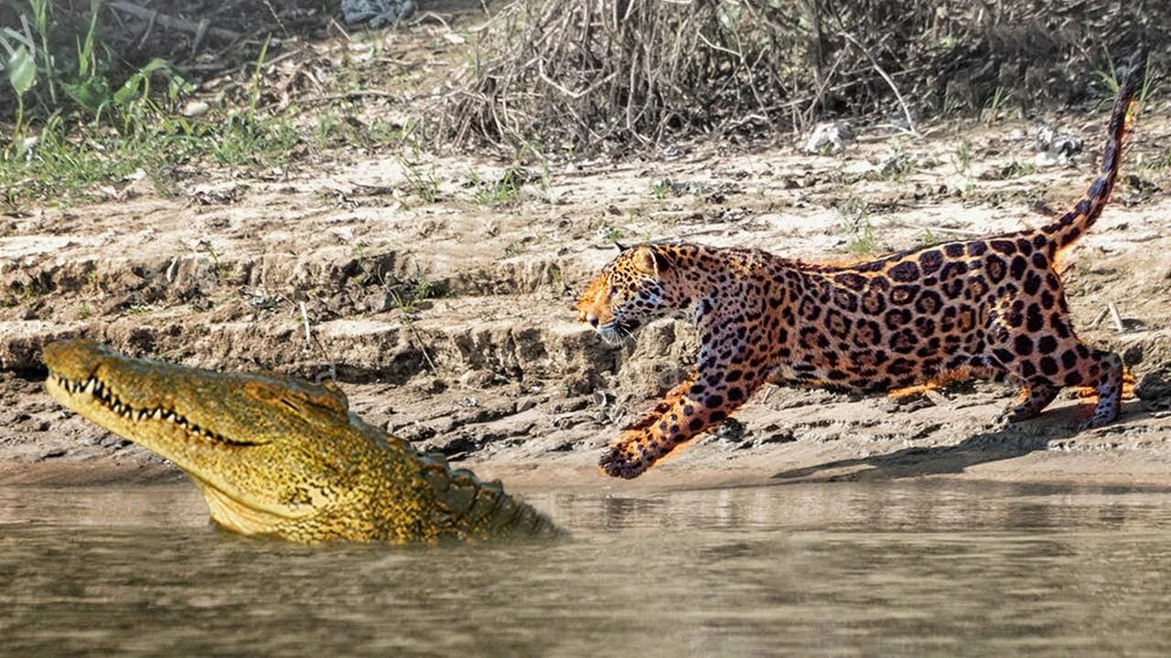 Ягуар против аллигатора. Бразилия Ягуар против крокодила. Ягуар охотится на крокодила. Схватка крокодилов
