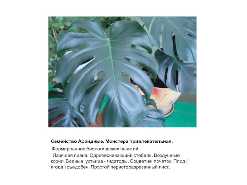 Внутреннее строение монстеры