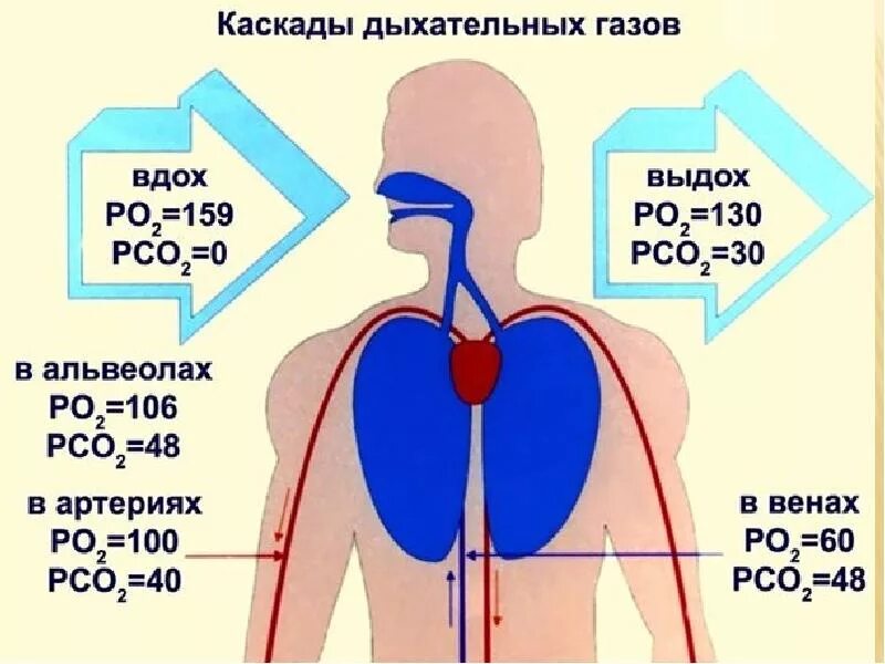 При дыхании человек выдыхает углекислый газ. Система дыхания физиология. Давление в легких при вдохе. Поступление кислорода в легкие человека. Давление при выдохе человека.