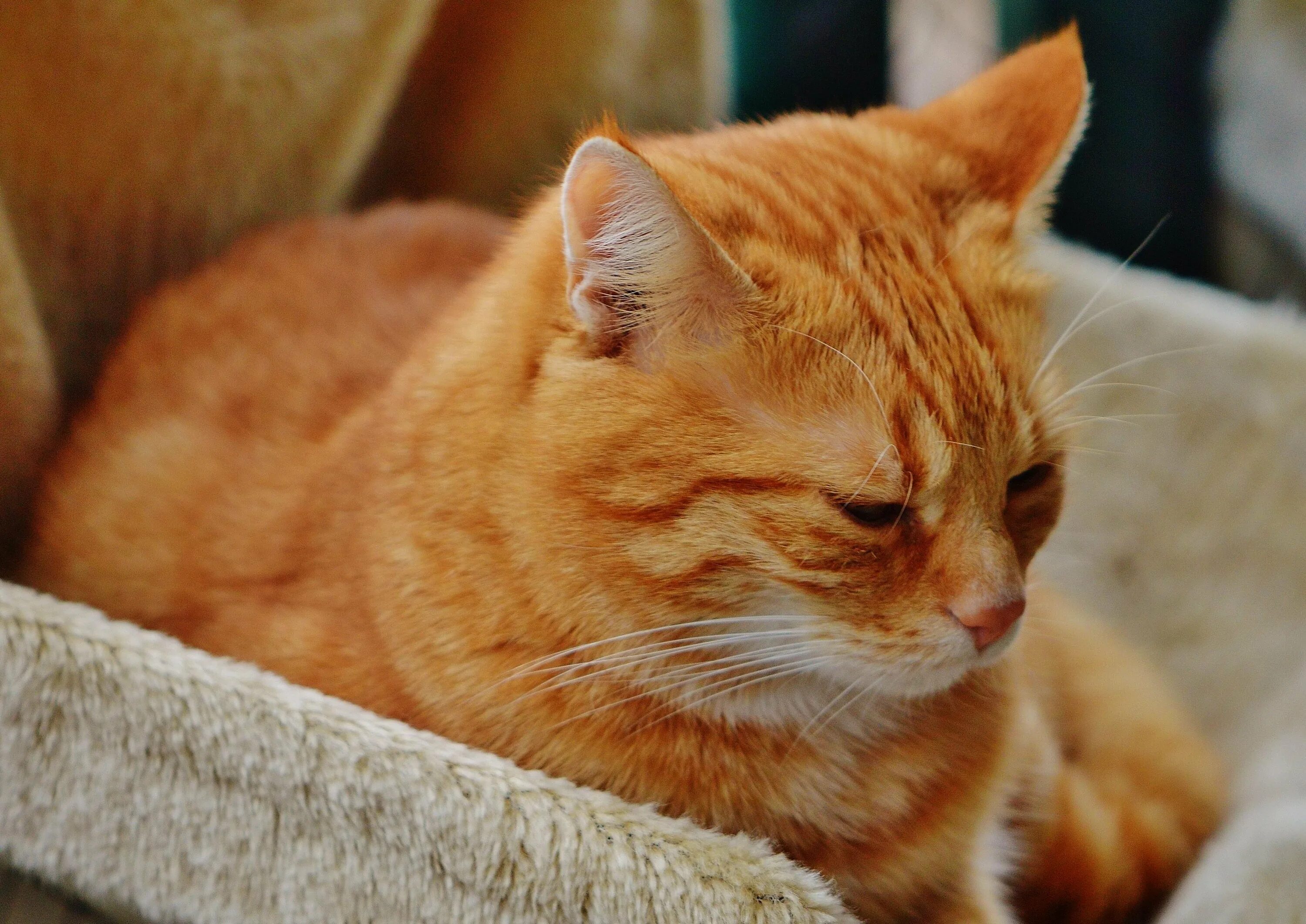 Где рыжий. Европейская короткошерстная кошка рыжая. Европейский короткошерстный кот рыжий. Макрелевый табби рыжий. Тигровый макрелевый табби рыжий.