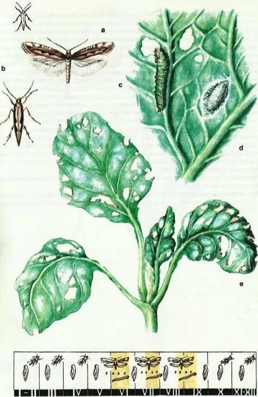 Капустная моль какой тип повреждения. Крестоцветная блошка на пекинской капусте. Вредители капусты крестоцветные клопы. Крестоцветная блошка на рапсе. Гусеница капустной мухи.