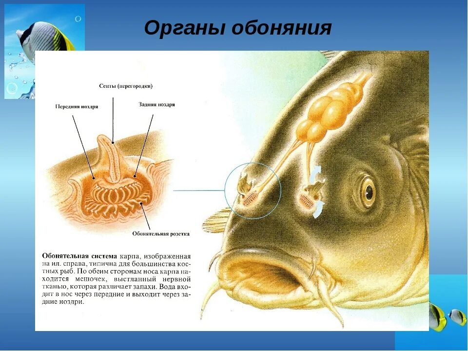 Органы обоняния у рыб. Обонятельные мешочки рыб. Органы осязания у рыб. Орган слуха у рыб.