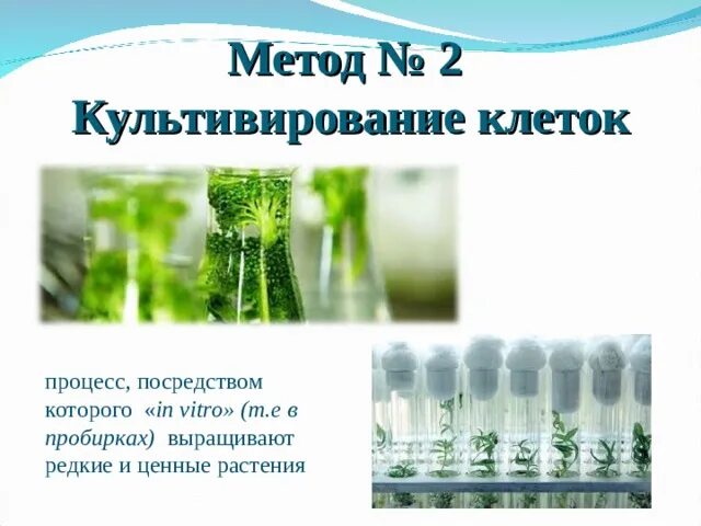 Методы выращивания культур клеток растений. Культивирование клеток. Метод культивирования клеток и тканей. Методы культивирования клеток растений.