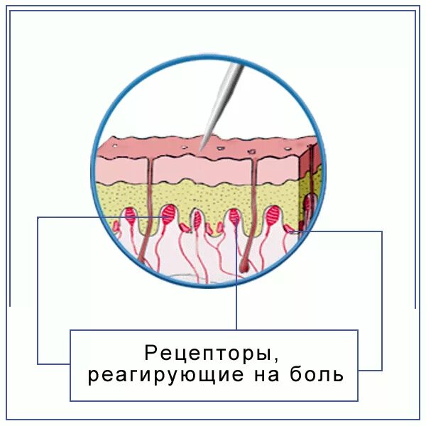 Строение кожи рецепторы боли. Строение болевого рецептора. Строение кожных рецепторов. Кожные болевые рецепторы.