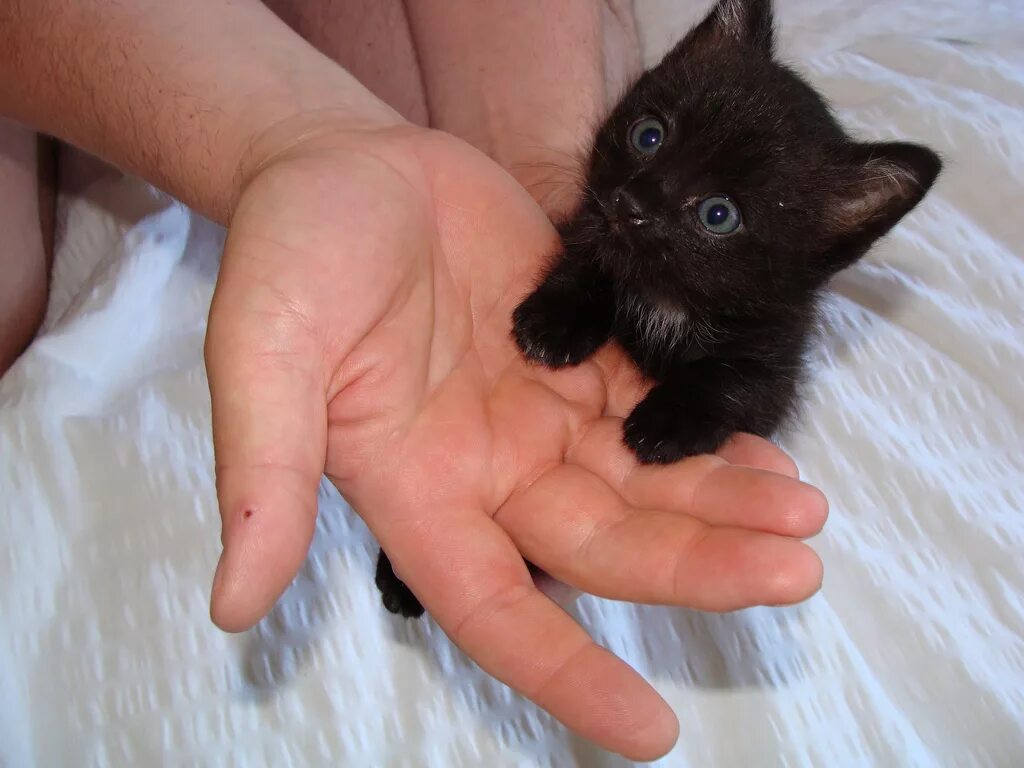 кот с цветами. чёрный кот. черный кот родился. черная открытка. черный кот родился.