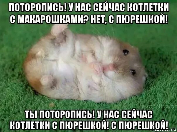 Мемы с хомяками. Хомячки мемы. Хомячки мемы. Аватар хомяка. Мемы с хомяками.