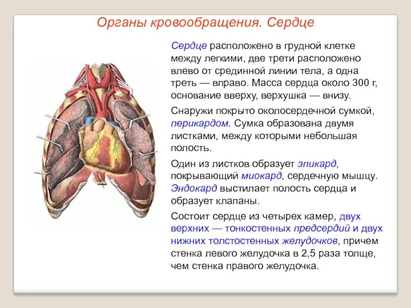 Между двумя легкими находится