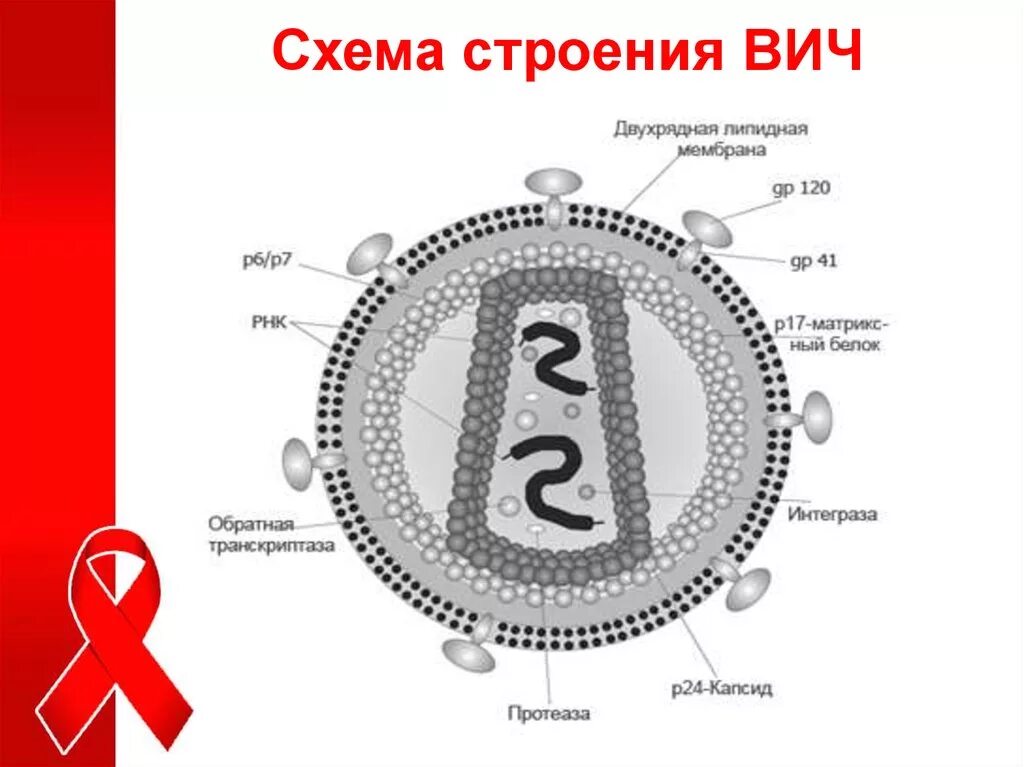 Строение вич. Строение вируса ВИЧ рисунок. Строение вириона ВИЧ. Схема строения вируса иммунодефицита человека. Структура вируса ВИЧ.