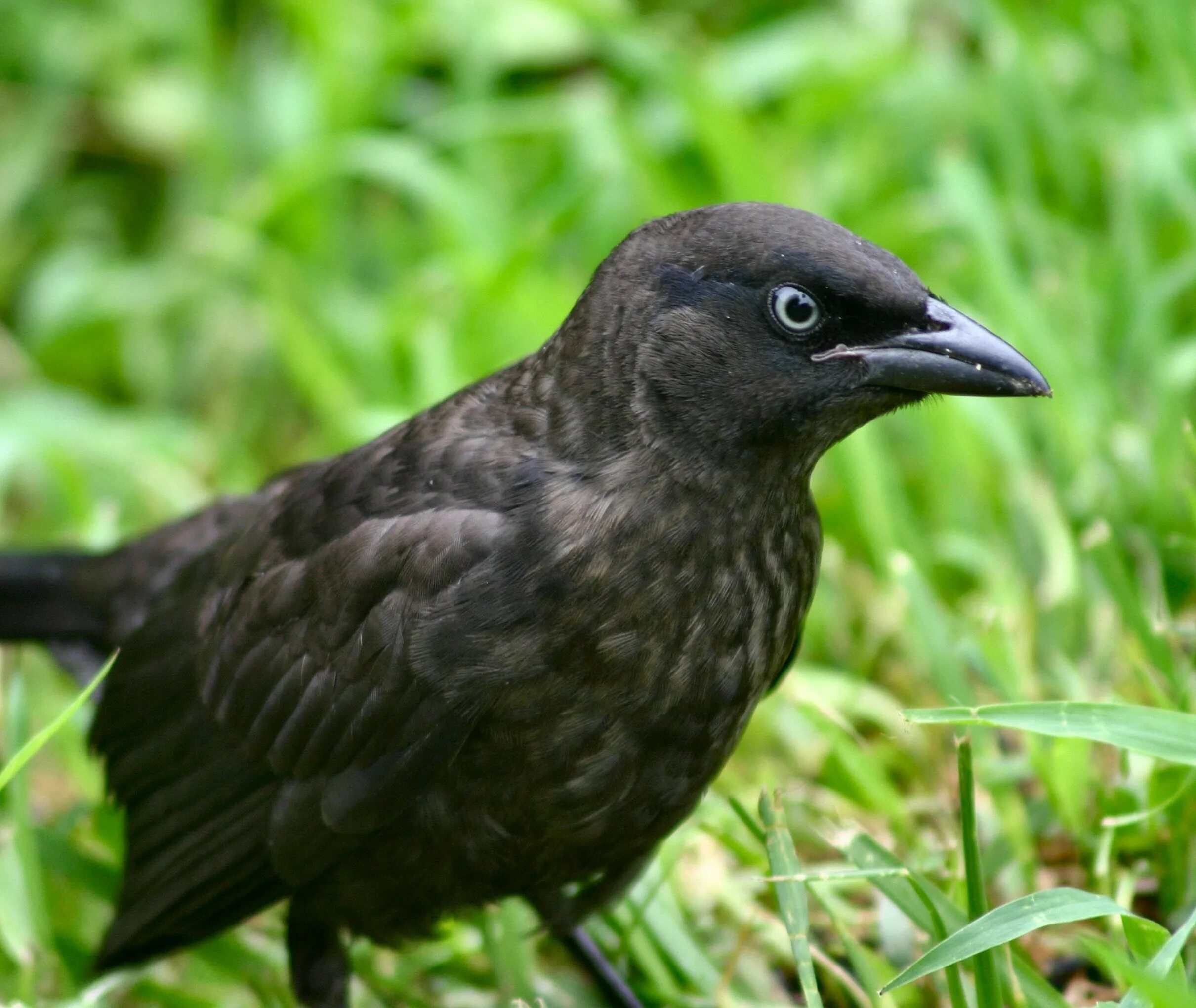 Маленькие темные птицы. Дрозд меланист. Черный Дрозд с черным клювом. Дрозд Галка птица. Птенец черного дрозда.