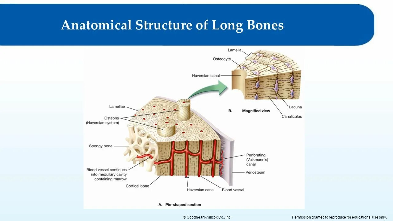 Bone structure. Periosteum. Chemical structure of Bones. Tissues of the skeletal System. Bone 20