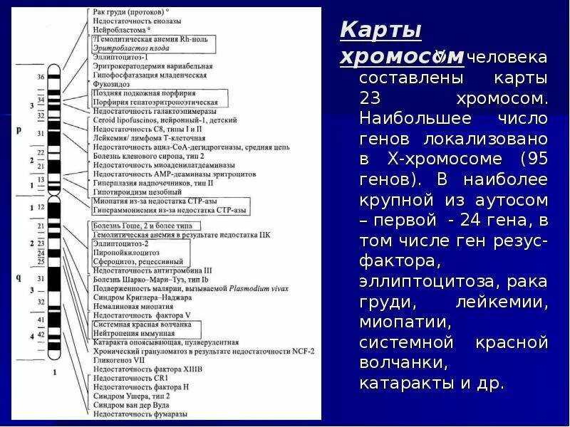 Сколько аутосом содержится у человека. Хромосомная карта человека. Физические карты хромосом. Генетическая карта стёртевант. Хромосомная карта конспект.