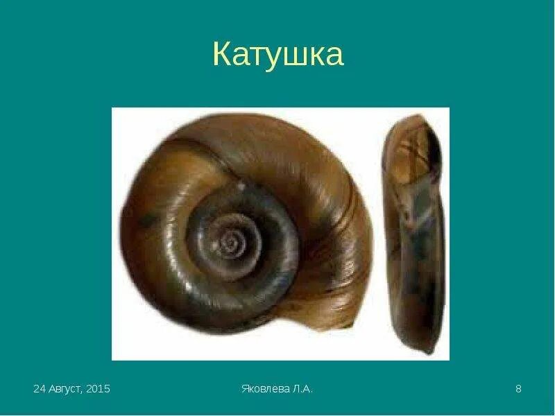 Planorbis planorbis. Строение раковины роговой катушки. Жаворонка лужанка симметрия раковины строение. Улитка катушка роговая красная. Улитка катушка килеватая.