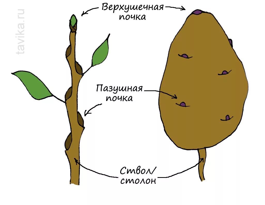 Строение клубня картофеля почки. Стебель у клубня картофеля. Строение видоизмененного побега картофеля клубня картофеля. Строение клубня картофеля стебель.