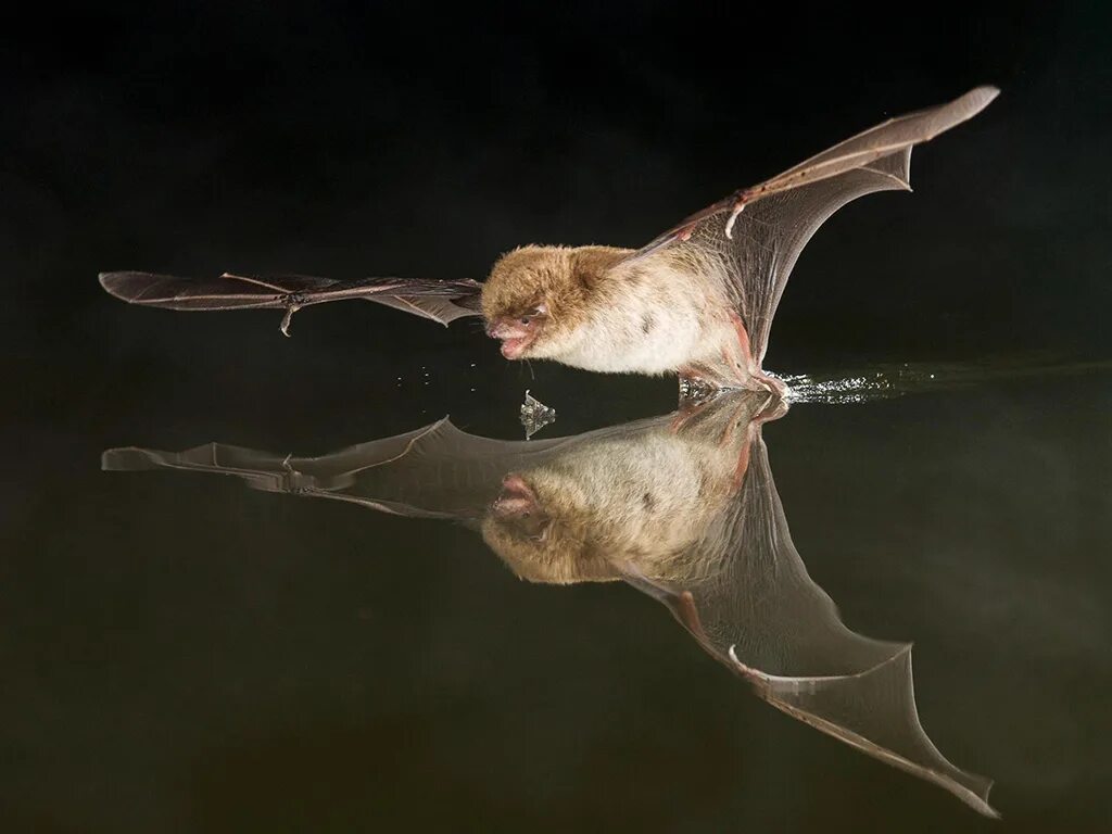 Водяная ночница (Myotis daubentonii). Летучая мышь водяная ночница. Ночница рукокрылые. Летучая мышь Прудовая ночница.