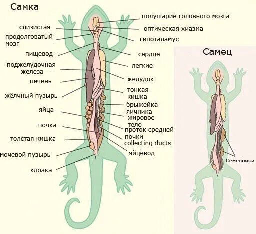 Система органов у ящерицы. Внутреннее строение хвостатых земноводных. Хвостатые амфибии строение внутренне. Земноводные отряд хвостатые внутреннее строение. Гребенчатый Тритон внутреннее строение.